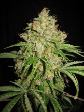 (Bild für) White Russian Auto Feminised Seeds