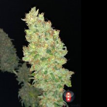 (Bild für) Strawberry Akeil Feminised Seeds