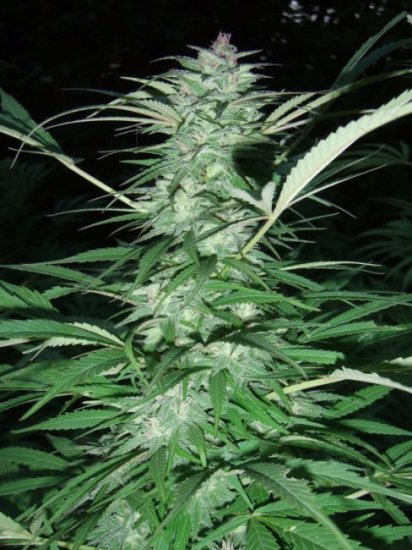 (Bild für) Serious 6 Feminised Seeds