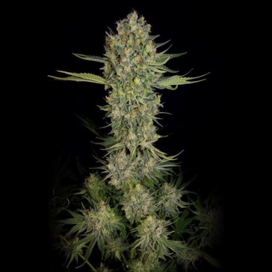 (Bild für) Serious Kush Feminised Seeds