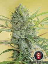 (Bild für) Serious Happiness Feminised Seeds