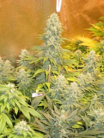 (Bild für) Double Dutch Feminised Seeds