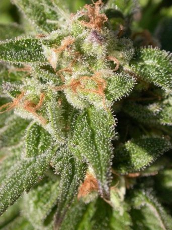 (Bild für) Warlock CBD Feminised Seeds