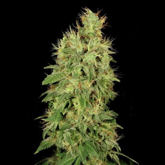 (Bild für) Chronic CBD Feminised Seeds