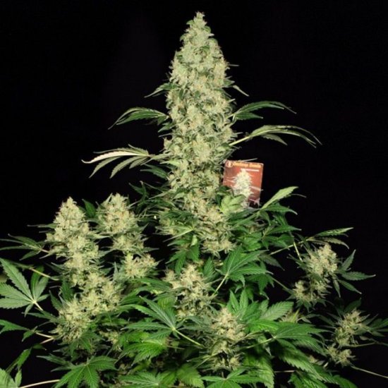 (Bild für) AK47 Feminised Seeds