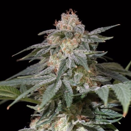 (Bild für) Lemon Tree FAST Feminised Seeds