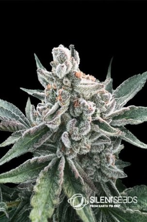 (Bild für) Polar Gelato Auto Feminised Seeds