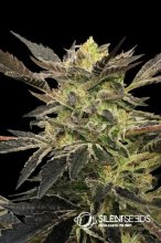 (Bild für) Pink Sunset Auto Feminised Seeds