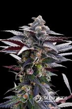 (Bild für) Pink Sunset Feminised Seeds