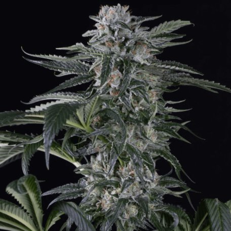 (Bild für) Moby Dick Auto Feminised Seeds