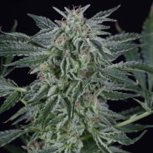 (Bild für) Critical Jack Auto Feminised Seeds