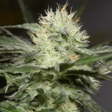 (Bild für) Lemon Sorbet Feminised Seeds