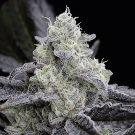 (Bild für) L.A. Vanilla Cake Feminised Seeds