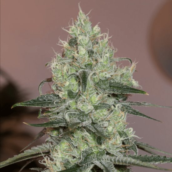 (Bild für) Original Amnesia Feminised Seeds