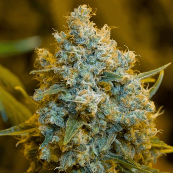 (Bild für) Critical Jack Feminised Seeds