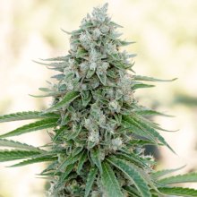 (Bild für) Critical Mango Feminised Seeds