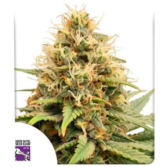 (Bild für) Crystal White Kush Feminised Seeds