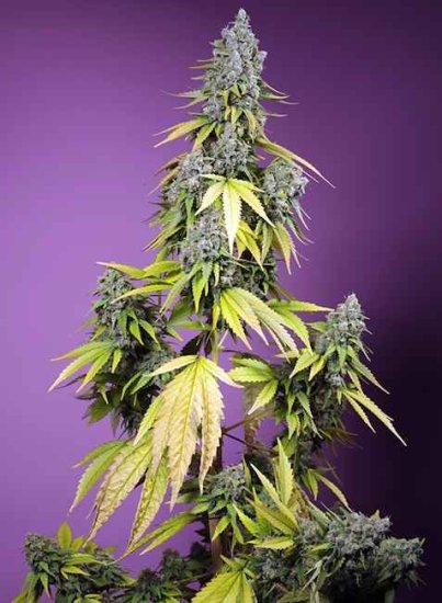 (Bild für) Jet Fuel Mandarine XL Auto Feminised Seeds