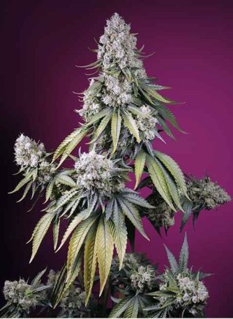 (Bild für) Jealousy Z XL Auto Feminised Seeds