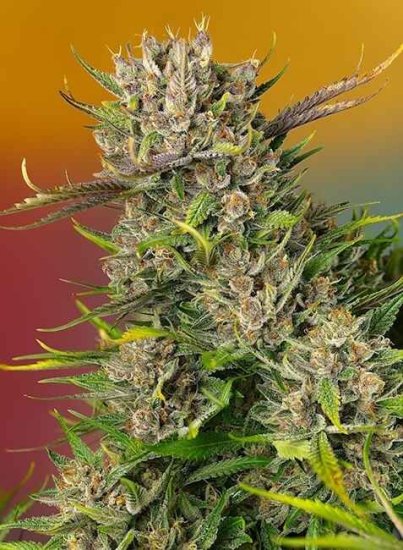 (Bild für) Papaya Zoap Auto Feminised Seeds