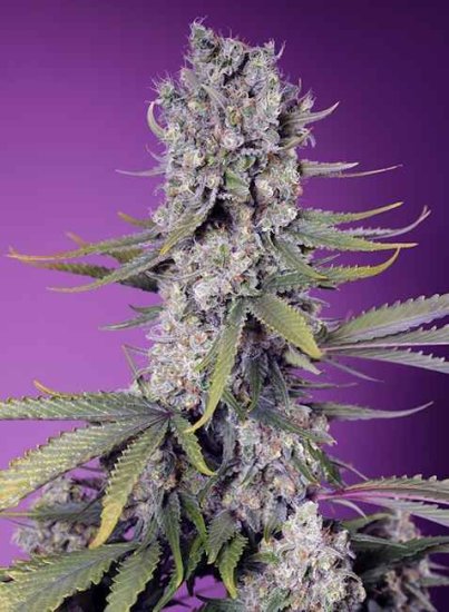 (Bild für) Papaya Zoap F1 Fast Feminised Seeds