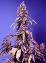 (Bild für) Black Muffin F1 Fast Feminised Seeds