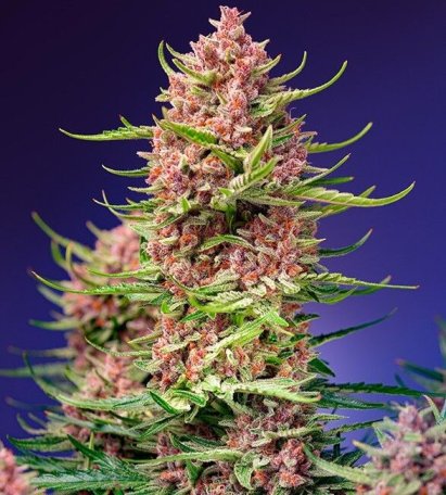 (Bild für) Strawberry Cola Sherbet F1 Fast Feminised Seeds