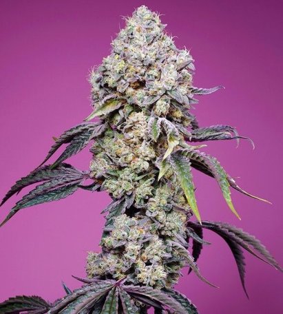 (Bild für) Sweet Mandarine Zkittlez F1 Fast Feminised Seeds