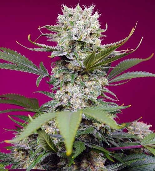 (Bild für) Sweet Mandarine Zkittlez XL Auto Feminised Seeds