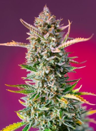 (Bild für) Gorilla Sherbet F1 Fast Feminised Seeds