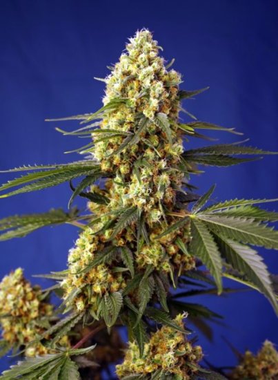 (Bild für) Strawberry Banana Gelato XL Auto Feminised Seeds