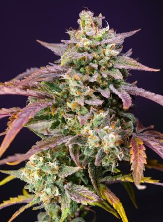 (Bild für) Purple Punch OG XL Auto Feminised Seeds