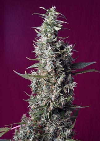 (Bild für) Sweet Cherry Pie Feminised Seeds