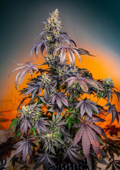 (Bild für) Red Gorilla Girl XL Auto Feminised Seeds