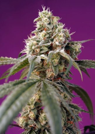 (Bild für) Bruce Banner Auto Feminised Seeds