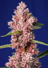 (Bild für) Tropicanna Poison F1 Fast Feminised Seeds