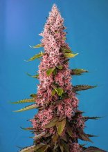 (Bild für) Red Hot Cookies Feminised Seeds