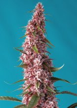 (Bild für) Red Pure CBD Auto Feminised Seeds