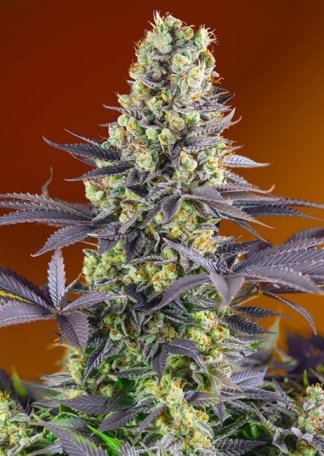 (Bild für) Sweet Zenzation (formerly Sweet Zkittlez) Feminised Seeds