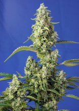 (Bild für) Gorilla Girl XL Auto Feminised Seeds