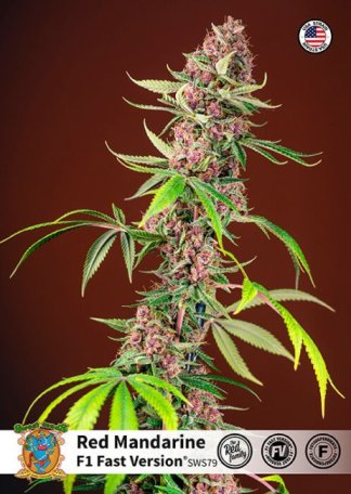 (Bild für) Red Mandarine F1 Fast Feminised Seeds