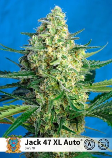 (Bild für) Jack 47 XL Auto Feminised Seeds