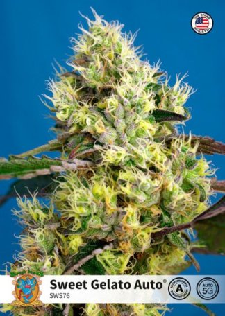 (Bild für) Sweet Gelato Auto Feminised Seeds