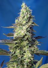 (Bild für) Green Poison XL Auto Feminised Seeds