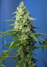 (Bild für) Honey Peach CBD Auto Feminised Seeds