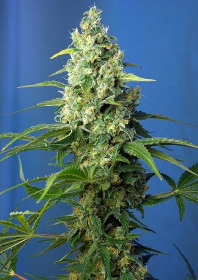 (Bild für) Honey Peach CBD Auto Feminised Seeds