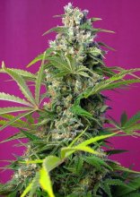 (Bild für) Gorilla Girl Feminised Seeds