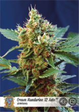 (Bild für) Cream Mandarine XL Auto Feminised Seeds