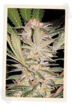 (Bild für) S.A.D. F1 Fast Feminised Seeds