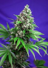 (Bild für) Killer Kush F1 Fast Feminised Seeds